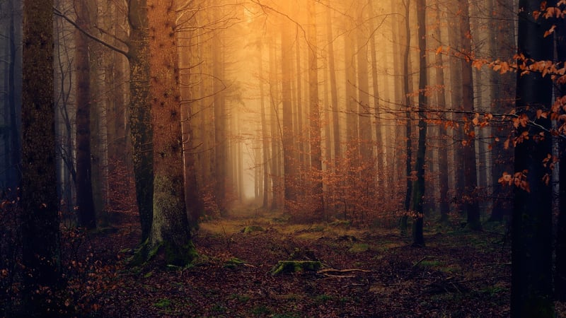 Magical Forests